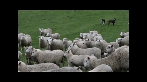 #the canadian #lamb farm | #video footages | #video taken | #by the traveller |