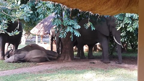 Safari guests enjoy breakfast in restaurant while watching elephants relaxing in the garden