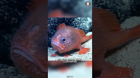 Coffinfish 🐡 Mystery of the Breath-Holding Fish!