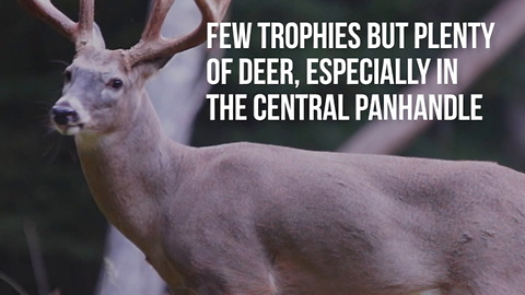 4 States You'd Be Surprised Have Great Deer Hunting