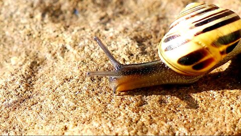 The Beautiful Garden Snail Is It a Pet or Pest?