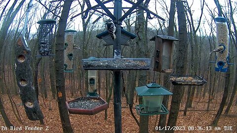 Three pileated woodpeckers visit PA Bird Feeder 1/17/2023
