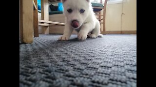 Impatient puppy barks at mom for not sharing dog food