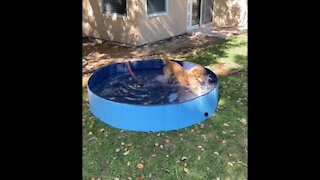 Miniature Golden Retriever Gets a Swimming Pool for his Birthday