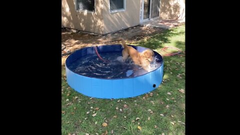 Miniature Golden Retriever Gets a Swimming Pool for his Birthday