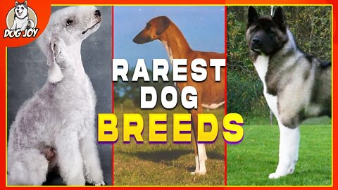 Most Rare Dog Breeds on Earth!