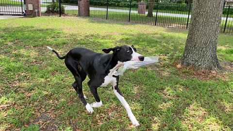 Great Dane Puppy Proudly Delivers Most Of The Newspaper