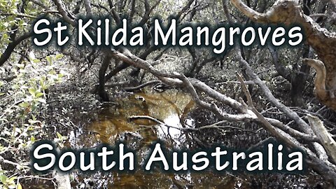 St Kilda Mangrove Walk, South Australia