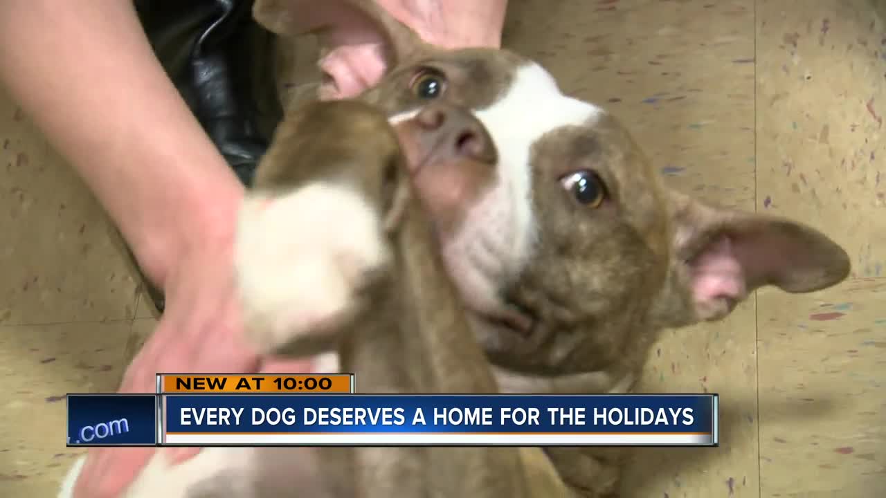 Wisconsin Humane Society wants you to foster a dog for Thanksgiving