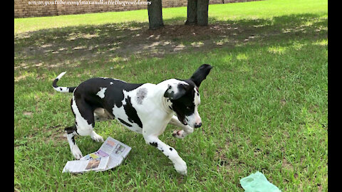 Happy Great Dane Only Delivers Good News and Laughter