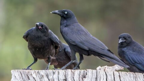 Sound Of Crow Bird Loud Video By Kingdom Of Awais