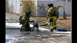 Firefighters rescue person, 2 dogs from swarm of bees in Lake Worth Beach