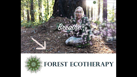 Breathe–Forest Ecotherapy