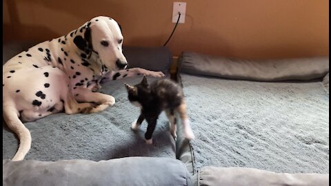 Funny Kitten Bounces In For A Sneak Attack On Dalmatian Friend