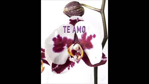 #Shorts Poesia "Te Amo" [Pablo Neruda]