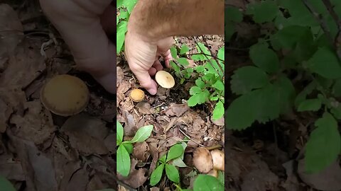 Wild Mushroom Alaska P. cintulus or Deadly Galerina??? #mushrooms