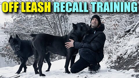 OFF Leash Dog Recall Training - Cane Corso Recall
