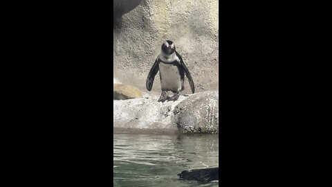 Penguins going for a swim at the Tulsa zoo