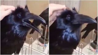 Pet crow loves being stroked on the head