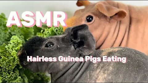 ASMR Hairless Guinea Pigs Eating