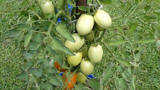 TOMATOES (What is going on?)