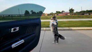 Keke Challenge: la cagnolina vince su tutti!