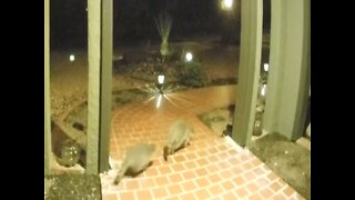 COUNT THEM! Family of raccoons caught on Ring camera - ABC15 Digital