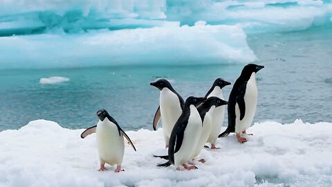 Penguin chicks rescued by unlikely hero spy in the snow❄️