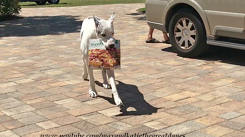 Great Dane pizza delivery attempt ends in failure