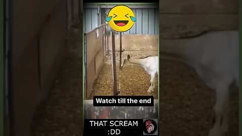 The GOAT SCREAM like HUMAN 😂