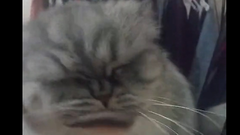 Fluffy Cat Shows Off Flawless Makeup Routine