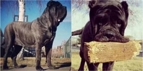 Ecco il cucciolo di cane più grande del mondo!