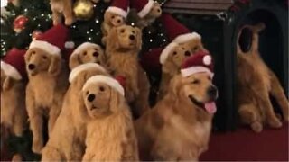 Hund smälter in bland juldekorationerna