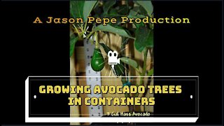 Growing Avocado Trees in Containers