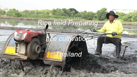 Rice field preparation for rice cultivation in Thailand