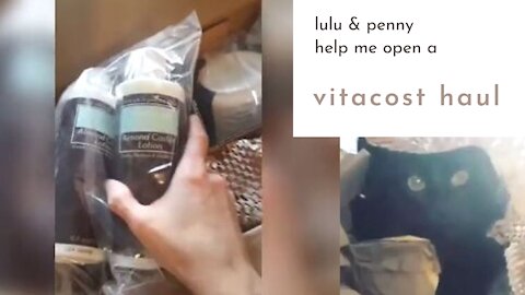 LuLu the Bombay & Penny the Doxie Help Me Open our Vitacost Haul