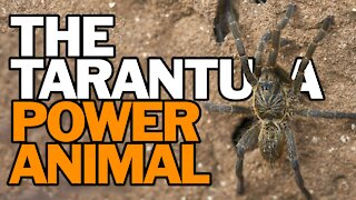 The Tarantula Power Animal