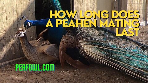 How Long Does A Peahen Mating Last, Peacock Minute, peafowl.com