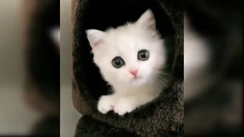 Cute and Funny Cat Videos Compilation 🥰🥰💕 #catlover