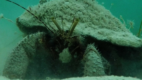 Giant Hermit Crab Has A Very Important Job To Clean The Ocean Floor