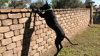 Nosy Great Dane Security System