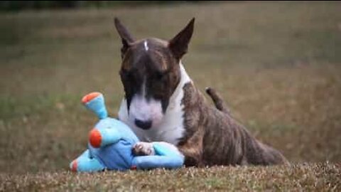 Bull terrier adorável sobe escadas aos saltos