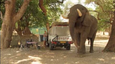 음식을 훔치기 위해 캠프에 침입한 코끼리