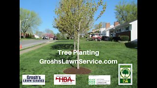 Tree Planting Williamsport MD Arbor Day 2021 GroshsLawnService.com
