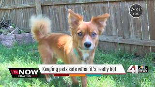 Protect your pet from summer heat & heat stroke