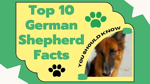 Top 10 Facts of German Shepherd