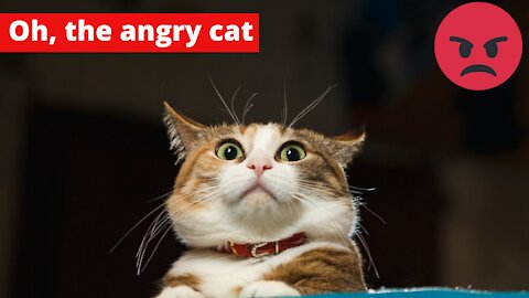 Oh, the angry cat Video