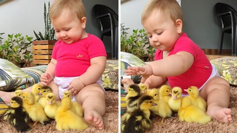 Baby preciously plays with her adorable little ducklings
