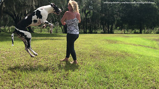 Playful Great Danes Love to Pounce Bounce Run and Jump