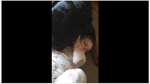 180lb Rottweiler gently plays with little girl